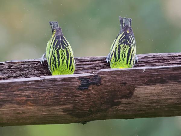 <h3><a href="/trips/costa-rica/biota/animalia/chordata/aves/040 passeriformes/127 thraupidae/tangara florida/tangara florida-nl.html">Tangara&nbsp;florida</a> / Emerald&nbsp;tanager / Smaragdtangare</h3>OM-1 Mark II met OLYMPUS M.150-400mm F4.5, 1/2000 sec  bij F4.5, ISO 10000, afstand 9.5&nbsp;m